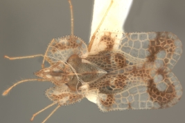 <i>Corythucha fuscomaculata</i>, (Stal), macho, vista dorsal.