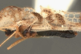 <i>Corythucha fuscomaculata</i>, (Stal), macho, vista dorsal.