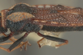 <i> Dictyla loricata </i>, (Distant), macho, vista lateral.