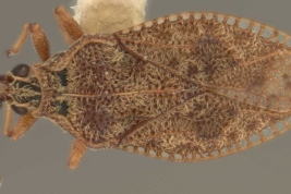 <i> Dictyla monotropidia</i>, (Stal), hembra, vista dorsal.