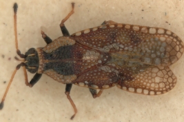 <i>Dictyla parilis</i>, (Drake), paratype [USNM], dorsal view.