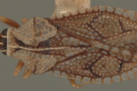 <i>Dictyla parmata</i> (Distant), female, dorsal view.