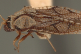 <i>Dictyla parmata</i> (Distant), hembra, vista lateral.