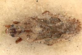 <i>Dictyla patquiana</i> (Drake), paratype [USNM], dorsal view.