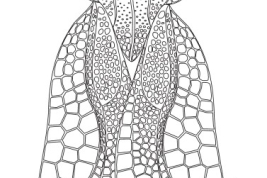 <i>Gargaphia bergi</i> Monte (figure from Montemayor & Dellapé, 2010).