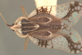 <i>Gargaphia brunfelsia</i> Champion, hembra, paratipo [USNM], vista dorsal.