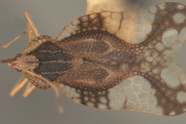 <i>Gargaphia brunfelsia</i> Champion, macho, paratipo [USNM], vista dorsal.