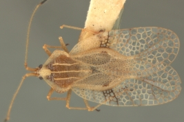 <i>Gargaphia decoris</i> Drake, male, paratype [USNM], dorsal view.
