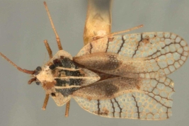 <i>Gargaphia dissortis</i> Drake, male, paratype [USNM], dorsal view.