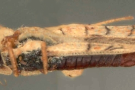 <i>Gargaphia dissortis</i> Drake, macho, paratype [USNM], vista lateral.