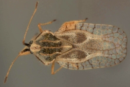  <i>Gargaphia iridiscens</i> Champion, hembra, vista dorsal.
