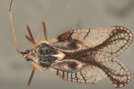 <i>Gargaphia munda</i> (Stal), male, dorsal view.