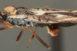 <i>Gargaphia munda</i> (Stal), macho, vista lateral.