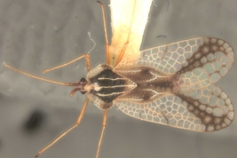 <i>Gargaphia obliqua</i> Stal, macho, vista dorsal.