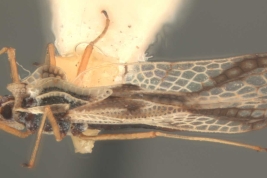 <i>Gargaphia obliqua</i> Stal, male, lateral view.