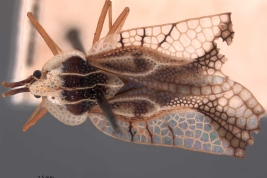 <i>Gargaphia oreades</i> Drake, macho, holotipo [USNM] (foto subida con el permiso del Dept. of Entomology, USNM), vista dorsal.