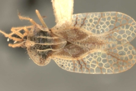 <i>Gargaphia patricia</i> (Stal), male, dorsal view.