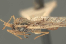 <i>Gargaphia patricia</i> (Stal), macho, vista lateral.
