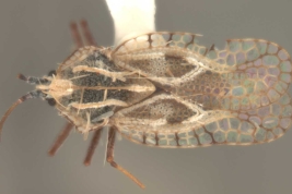 <i>Gargaphia subpilosa</i> Berg, female, dorsal view.