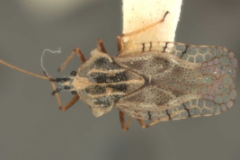 <i>Gargaphia subpilosa</i> Berg, hembra, vista dorsal.