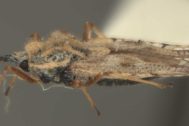 <i>Gargaphia subpilosa</i> Berg, hembra, vista lateral.