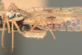 <i>Gargaphia torresi</i> Costa Lima, hembra, vista lateral.