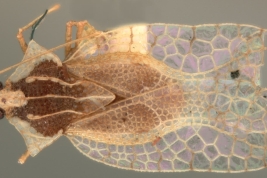 <i>Gargaphia torresi</i> Costa Lima, macho, vista dorsal.