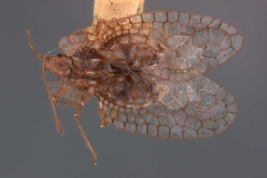 <i>Leptobyrsa ardua</i> Drake, macho, holotipo [USNM] (foto subida con el permiso del Dept. of Entomology, USNM), vista dorsal.