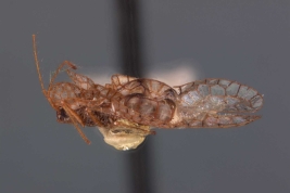 <i>Leptobyrsa ardua</i> Drake, macho, holotipo [USNM] (foto subida con el permiso del Dept. of Entomology, USNM), vista lateral.