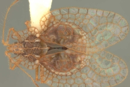 <i>Leptobyrsa ardua</i> Drake, female, dorsal view.