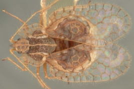 <i>Leptobyrsa bruchi</i> Drake, female, paratype [USNM], dorsal view.