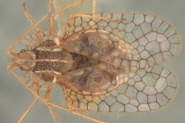 <i>Leptobyrsa bruchi</i> Drake, male, paratype [USNM], dorsal view.