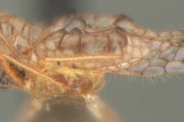 <i>Leptobyrsa bruchi</i> Drake, macho, paratipo [USNM], vista lateral.