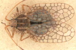 <i>Leptobyrsa mendocina</i> Pennington, macho, paratipo [USNM], vista dorsal.