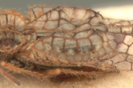 <i>Leptobyrsa mendocina</i> Pennington, male, paratype [USNM], vista lateral.