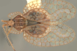 <i>Leptobyrsa steini</i> (Stal), female, dorsal view.