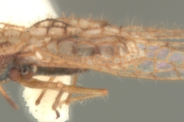 <i>Leptobyrsa steini</i> (Stal), hembra, vista lateral.
