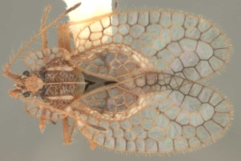 <i>Leptobyrsa steini</i> (Stal), male, dorsal view.