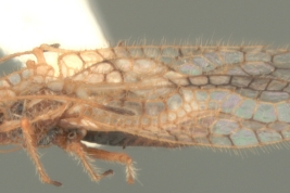 <i>Leptobyrsa steini</i> (Stal), macho, vista lateral.