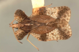 <i>Leptocysta notialis</i> Drake, hembra, paratipo [USNM], vista dorsal.