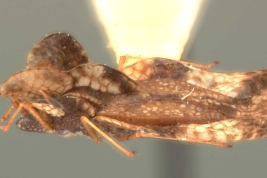 <i>Leptobyrsa notialis</i> Drake, hembra, paratipo [USNM], vista lateral.
