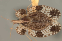<i>Leptocysta novatis</i> Drake, hembra, vista dorsal.