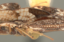<i>Leptocysta novatis</i> Drake, hembra, vista lateral.