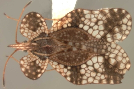 <i>Leptocysta sexnebulosa</i> (Stal), macho, vista dorsal.