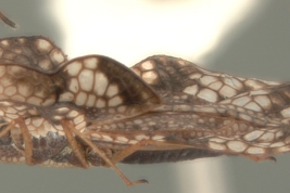 <i>Leptocysta sexnebulosa</i> (Stal), male, lateral view.