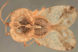 <i>Phymacysta magnifica</i> (Drake), female, paratype [USNM], dorsal view.