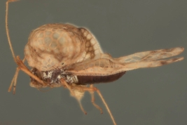 <i>Phymacysta magnifica</i> (Drake), hembra, paratipo [USNM], vista lateral.