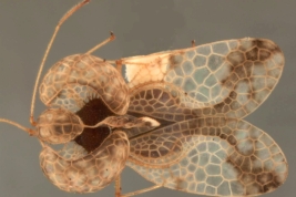 <i>Phymacysta magnifica</i> (Drake), male, dorsal view.