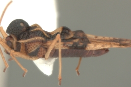 <i>Sphaerocysta globifera</i> (Stal), macho, vista lateral.
