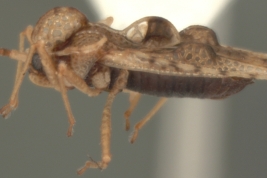 <i>Sphaerocysta inflata</i> (Stal), female, lateral view.